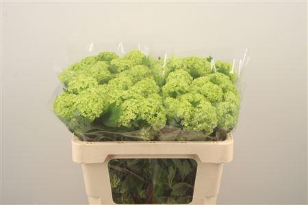 <h4>Viburnum Roseum St X40</h4>