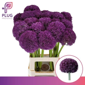 Allium Pinball Wizar
