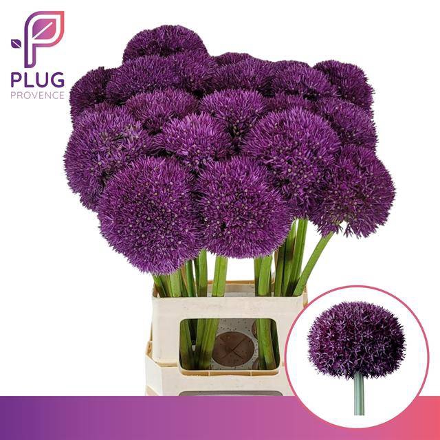 <h4>Allium Pinball Wizar</h4>