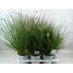 Pennisetum alopec. 'Little Hameln'