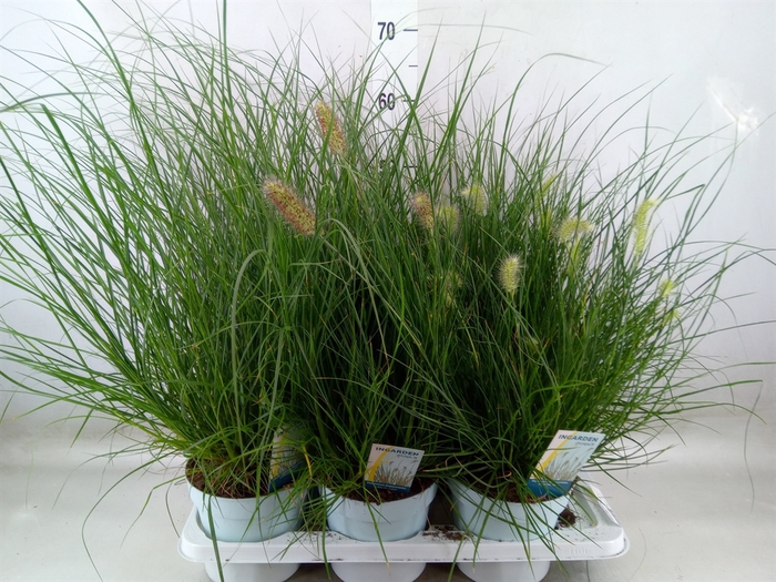<h4>Pennisetum alopec. 'Little Hameln'</h4>
