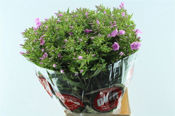 <h4>Phlox P Bri Missy</h4>