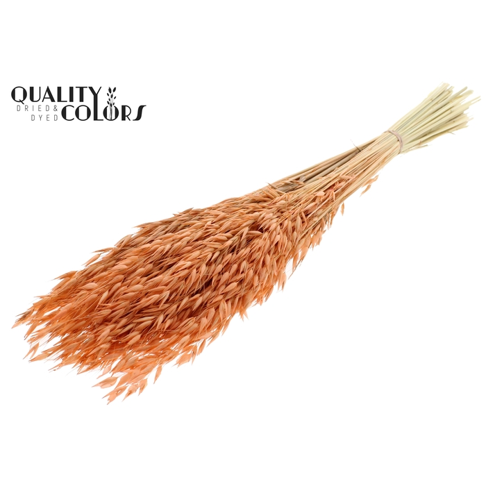 <h4>Avena per bunch Bleached Frosted Salmon</h4>