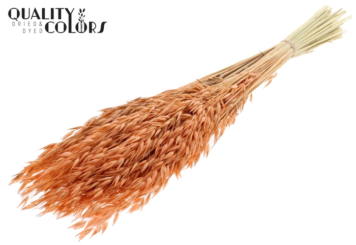 Avena per bunch Bleached Frosted Salmon