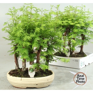 BONSAI OV
