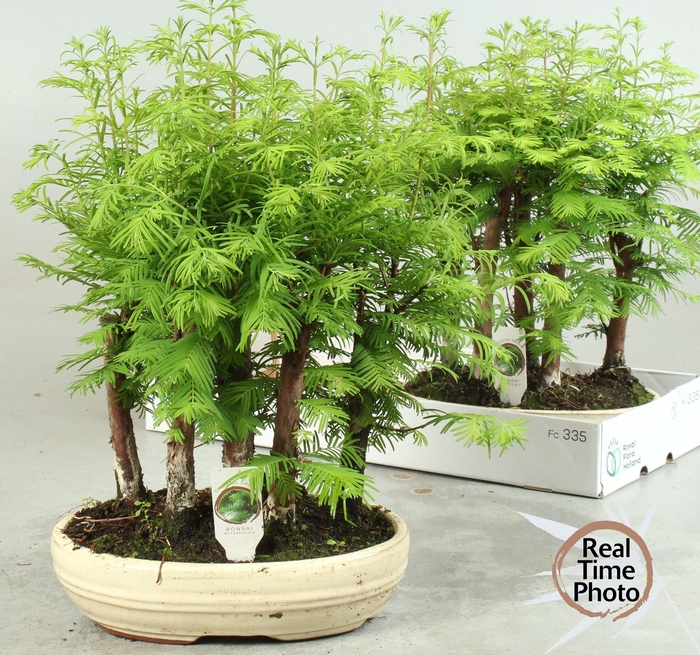 <h4>BONSAI OV</h4>