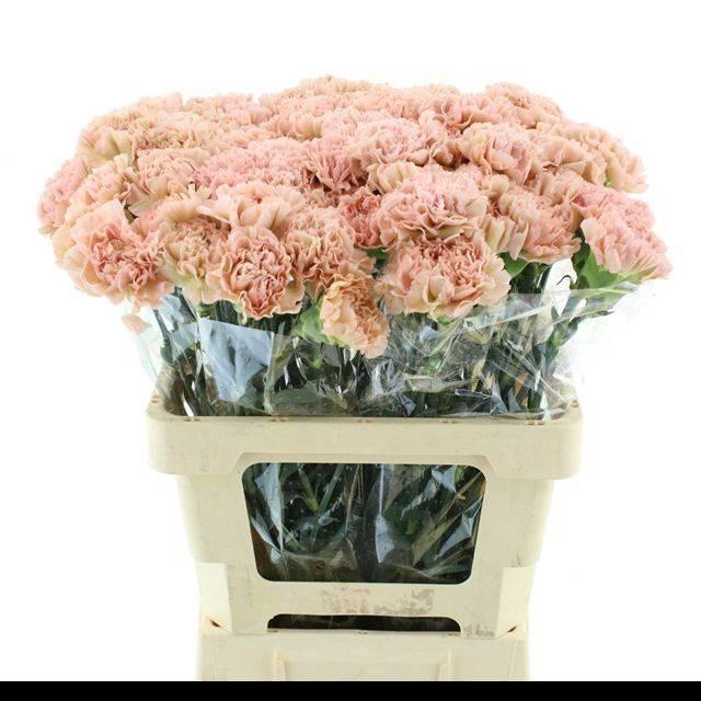 <h4>DI ST LEGE MARRONE</h4>