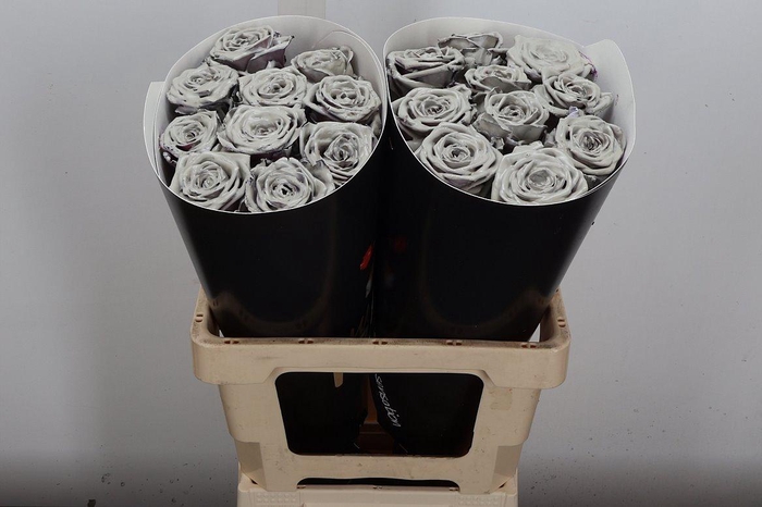 <h4>R Wx (rn) Platina</h4>