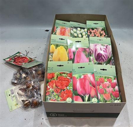 <h4>Bloembol Tulipa</h4>