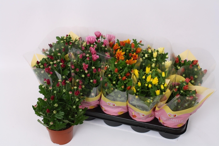 <h4>CHRYS GEM 6 KL</h4>