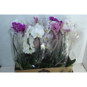 PHALAENOPSIS CASCATA P12