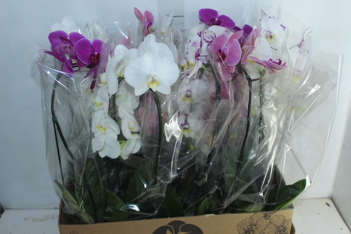 <h4>PHALAENOPSIS CASCATA P12</h4>