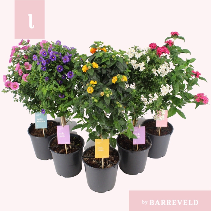 <h4>Kuipplanten stam mix</h4>