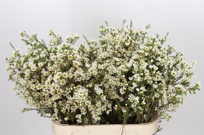 <h4>Chamelaucium Sirius</h4>