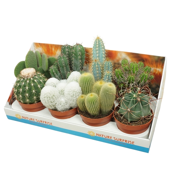 <h4>Cactus mix 13 cm in presentatiedoos</h4>