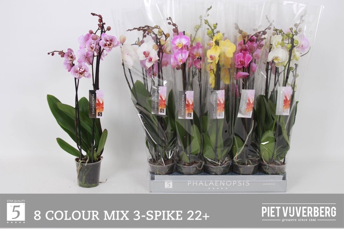 <h4>Phal Gem 8 Kl</h4>