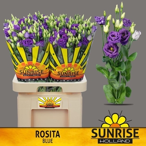 Lisianthus do rosita blue