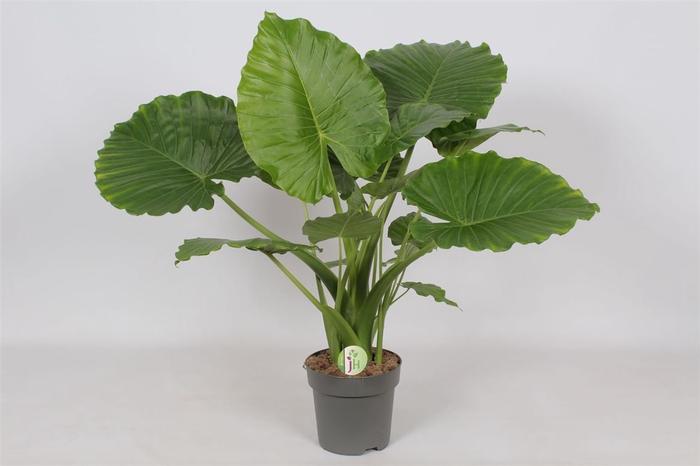 <h4>Alocasia Gageana 'California'</h4>