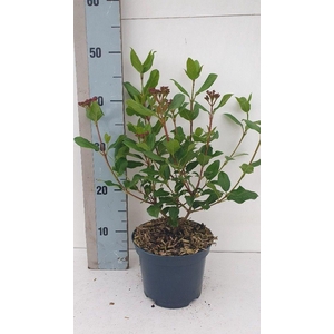 Viburnum tinus 'Gwenllian'
