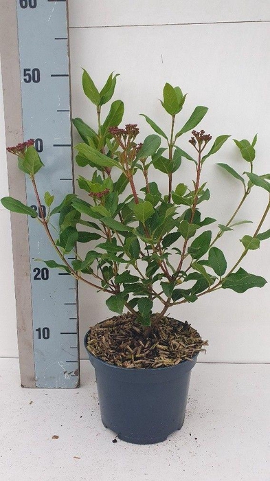 <h4>Viburnum tinus 'Gwenllian'</h4>