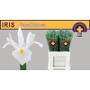 IRIS CASABLANCA