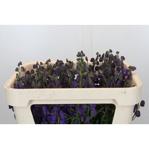 Aconitum Napellus