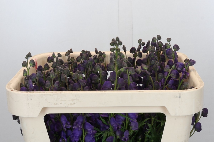 <h4>Aconitum Napellus</h4>
