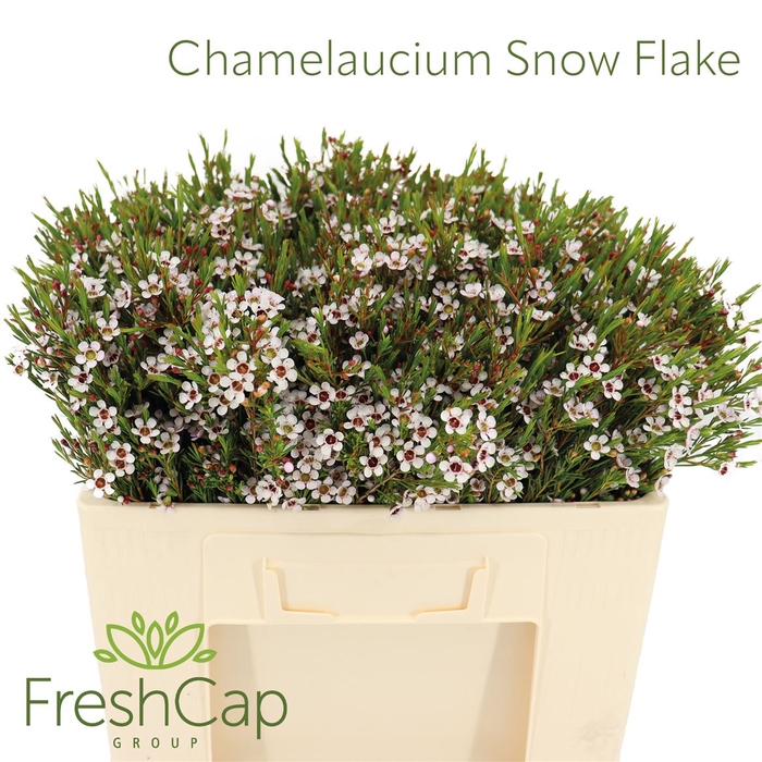 <h4>Chamelaucium Snow Flake</h4>