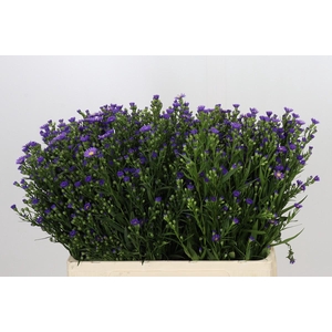 Aster Casamare