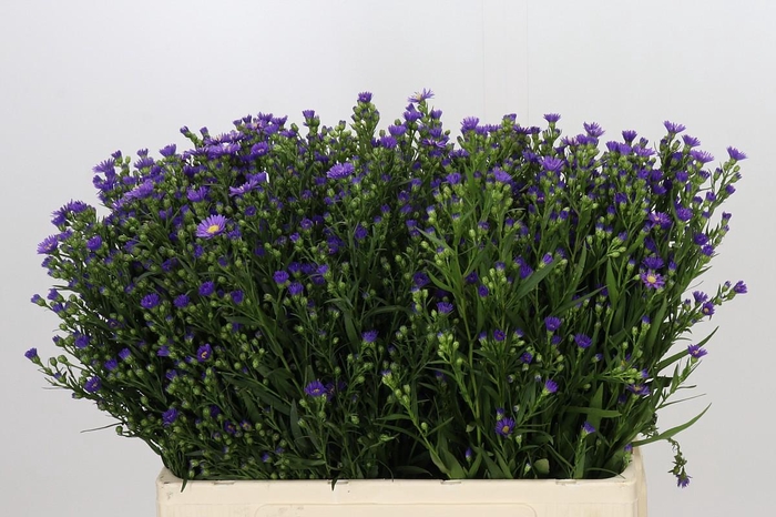 <h4>Aster Casamare</h4>