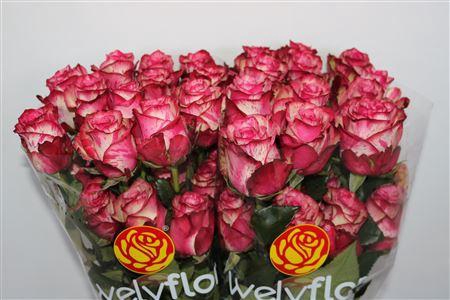 <h4>R GR MAGIC TIMES</h4>