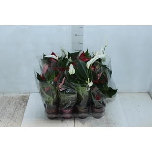 ANTHURIUM BANDEROLA VARIADO P09