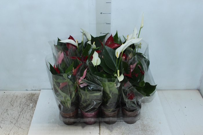 <h4>ANTHURIUM BANDEROLA VARIADO P09</h4>