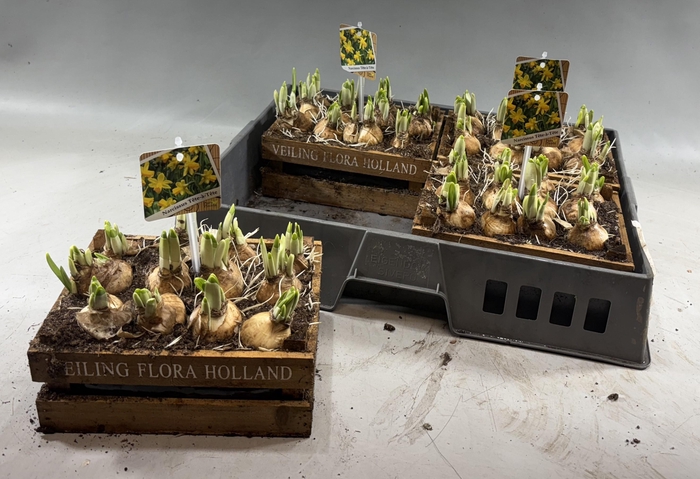 <h4>ARR N TETE A TETE</h4>