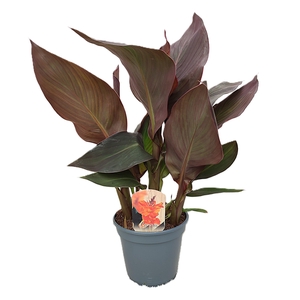 Canna Wyoming Zonder Bloem p 17