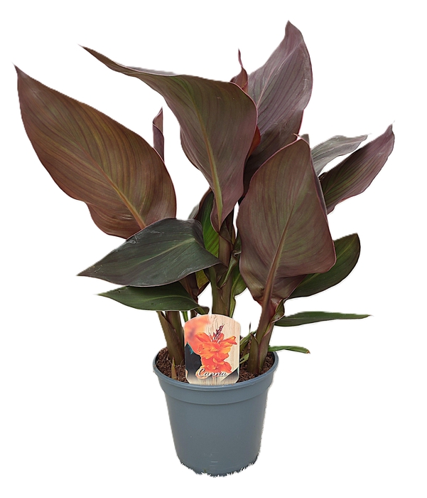 <h4>Canna Wyoming Zonder Bloem p 17</h4>