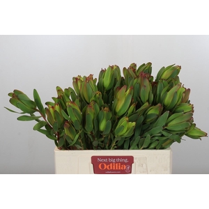 Leucadendron Laurel Yellow Spray