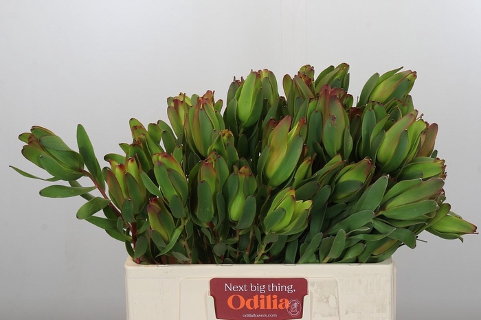 Leucadendron Laurel Yellow Spray