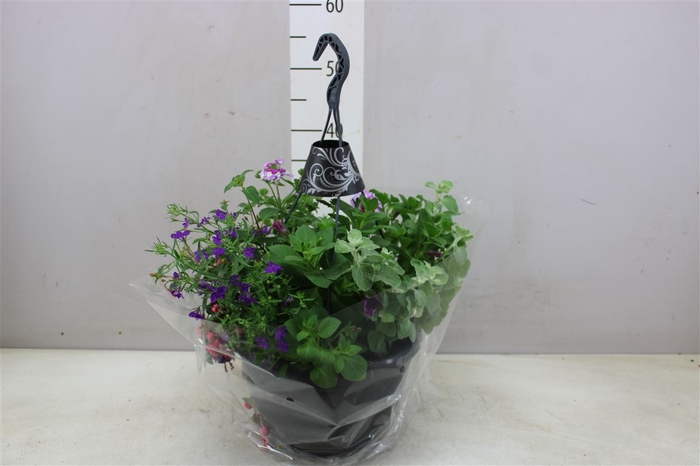 <h4>Hanging Baskets Mix In Pot</h4>