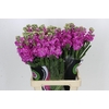 Matthiola Iron Hot Pink