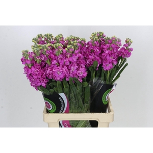 Matthiola Iron Hot Pink