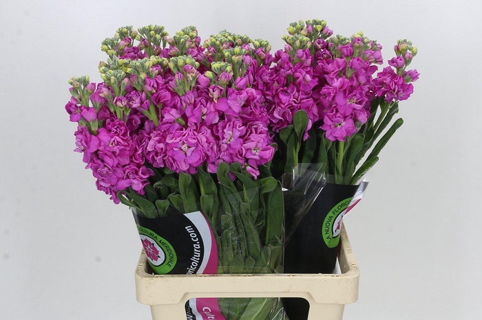 <h4>Matthiola Iron Hot Pink</h4>
