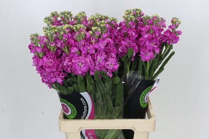 Matthiola Iron Hot Pink