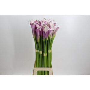 Zantedeschia Eydolls Purple White