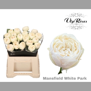 R GR MANSFIELD WHITE PARK