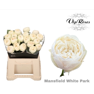 R GR MANSFIELD WHITE PARK