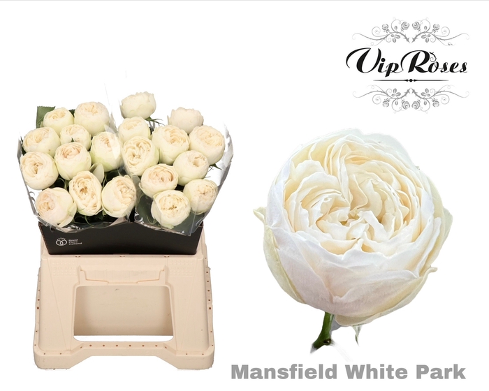 <h4>R GR MANSFIELD WHITE PARK</h4>