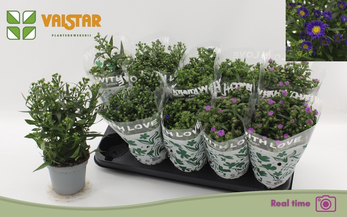 <h4>ASTE STARL GEM</h4>