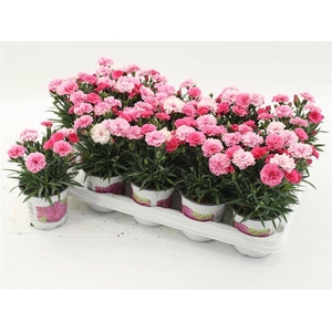 DIANTHUS I LOVE YOU