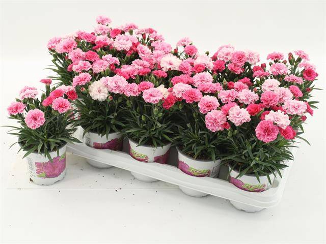 <h4>DIANTHUS I LOVE YOU</h4>